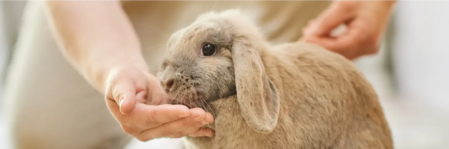 Beaphar voeding konijn