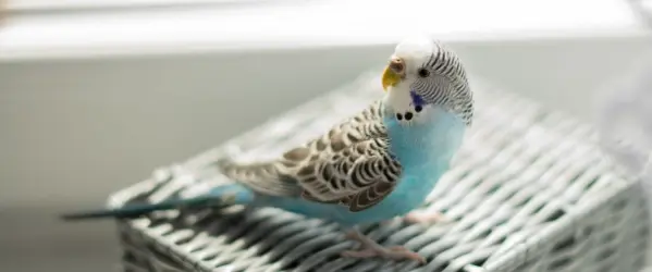 Beaphar - the benefits of feeding your bird eggfood