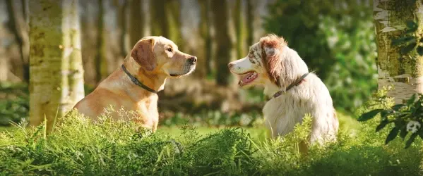 Beaphar Canishield halsband