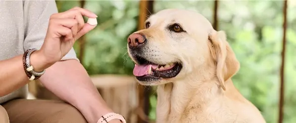 Beaphar Voeding en snacks voor honden
