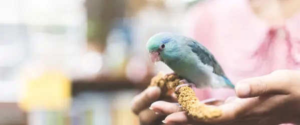 Transitioning your bird to a new diet - Beaphar